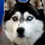 Husky siberiano