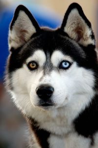 Husky siberiano