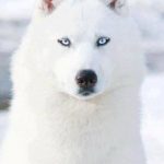 Husky siberiano blanco