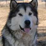 Alaskan malamute